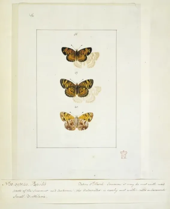 Framed Print : Papilio, butterflies Framed Print : Papilio, butterflies