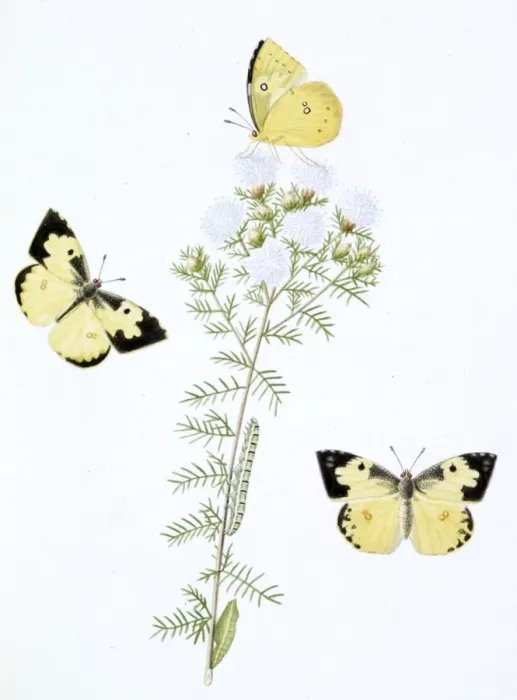 Framed Print : Papilio, clouded yellow butterfly Framed Print : Papilio, clouded yellow butterfly