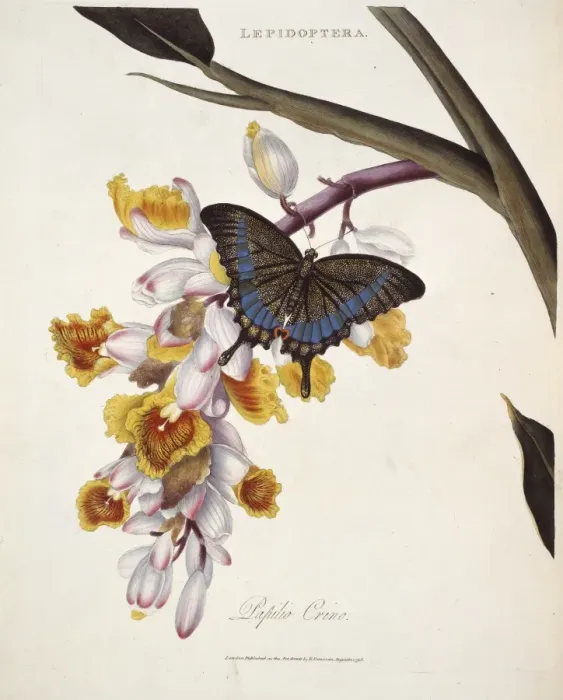 Framed Print : Papilio crino Framed Print : Papilio crino