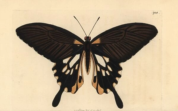 Papilio deiphobus variety
