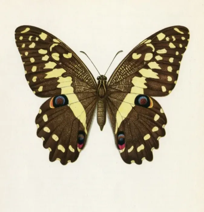 Framed Print : Papilio Demadocus Framed Print : Papilio Demadocus