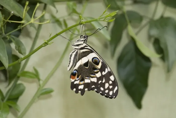 Framed Print : Papilio demoleus, Lime butterfly Framed Print : Papilio demoleus, Lime butterfly