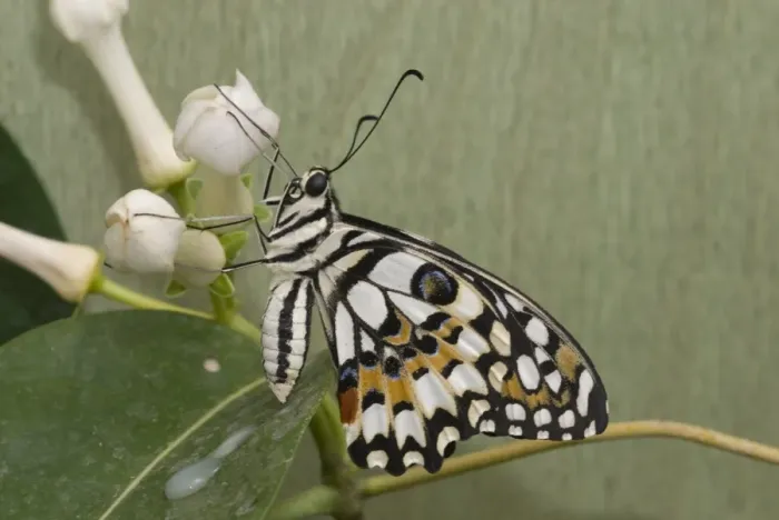 Framed Print : Papilio demoleus, Lime butterfly Framed Print : Papilio demoleus, Lime butterfly