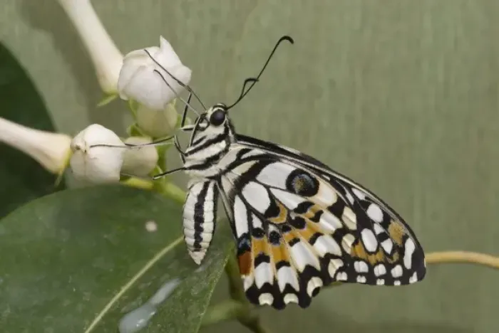 Framed Print : Papilio demoleus, Lime butterfly Framed Print : Papilio demoleus, Lime butterfly