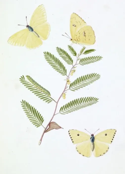 Framed Print : Papilio eubule, brimstone butterfly Framed Print : Papilio eubule, brimstone butterfly