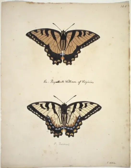 Framed Print : Papilio glaucus, Eastern tiger swallowtail Framed Print : Papilio glaucus, Eastern tiger swallowtail