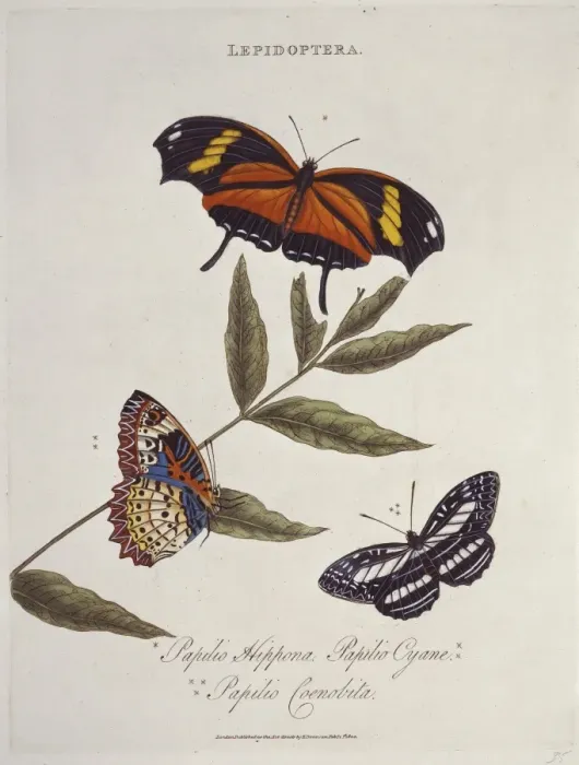 Framed Print : Papilio hippona, Papilio cyane & Papilio coenobita Framed Print : Papilio hippona, Papilio cyane & Papilio coenobita