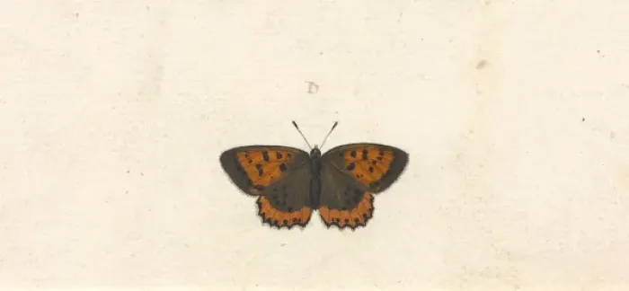 Framed Print : Papilio hyllus Framed Print : Papilio hyllus