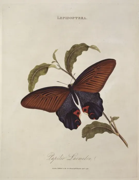 Framed Print : Papilio laomedon Framed Print : Papilio laomedon