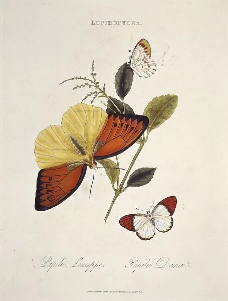 Papilio leucippe and Papilio danae