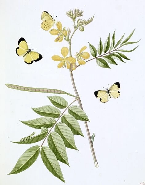 Papilio, little yellow butterfly