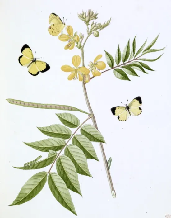 Framed Print : Papilio, little yellow butterfly Framed Print : Papilio, little yellow butterfly