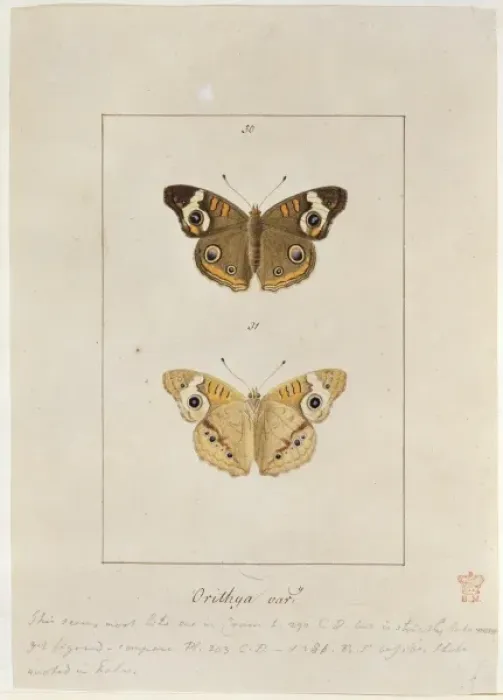 Framed Print : Papilio orithya, American peacock butterfly Framed Print : Papilio orithya, American peacock butterfly