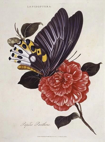Papilio panthous, swallowtail