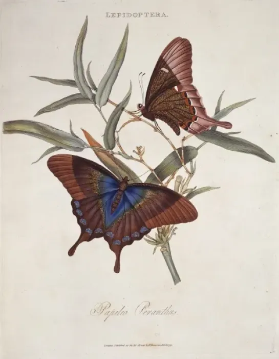 Framed Print : Papilio peranthus Framed Print : Papilio peranthus