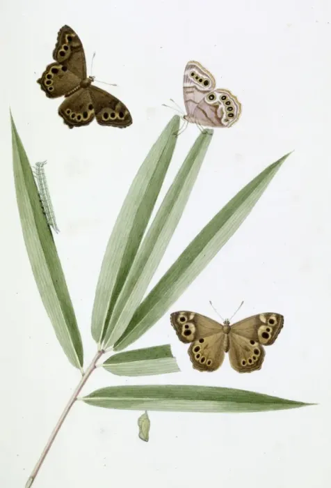 Framed Print : Papilio, red butterfly Framed Print : Papilio, red butterfly