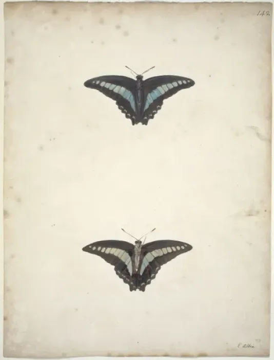 Framed Print : Papilio sp. banded swallowtail Framed Print : Papilio sp. banded swallowtail