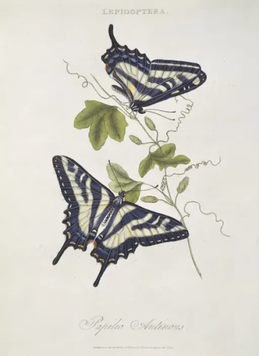 Framed Print : Papilio sp. butterflies Framed Print : Papilio sp. butterflies