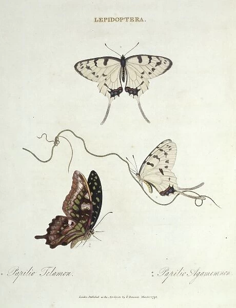 Papilio telamon and Papilio agamemnon, butterflies