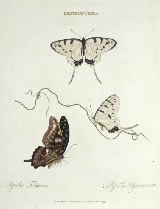 Framed Print : Papilio telamon and Papilio agamemnon, butterflies Framed Print : Papilio telamon and Papilio agamemnon, butterflies
