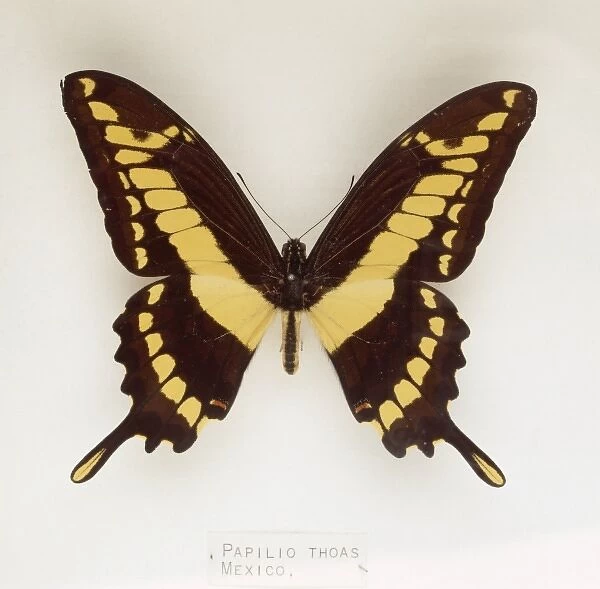 Papilio thoas, swallowtail butterfly