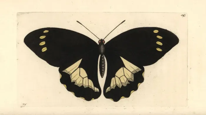 Framed Print : Papilio tydeus Framed Print : Papilio tydeus