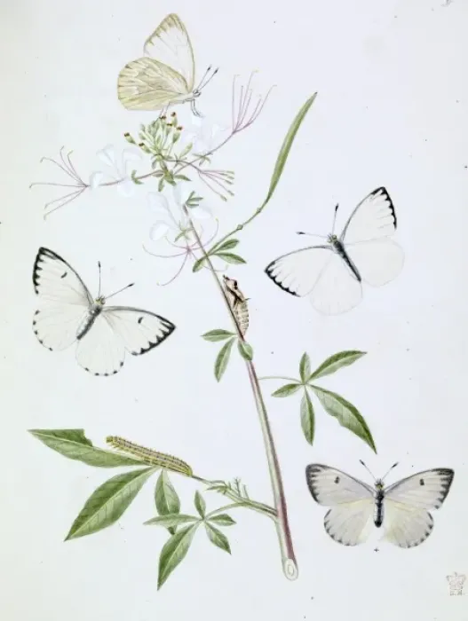 Framed Print : Papilio, white butterfly Framed Print : Papilio, white butterfly