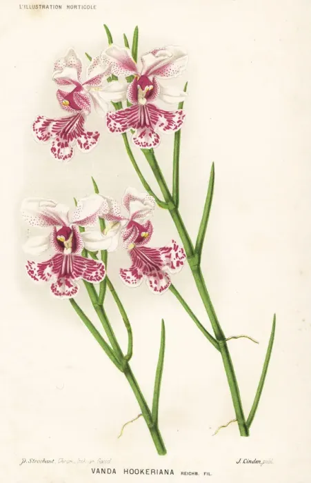 Framed Print : Papilionanthe hookeriana orchid