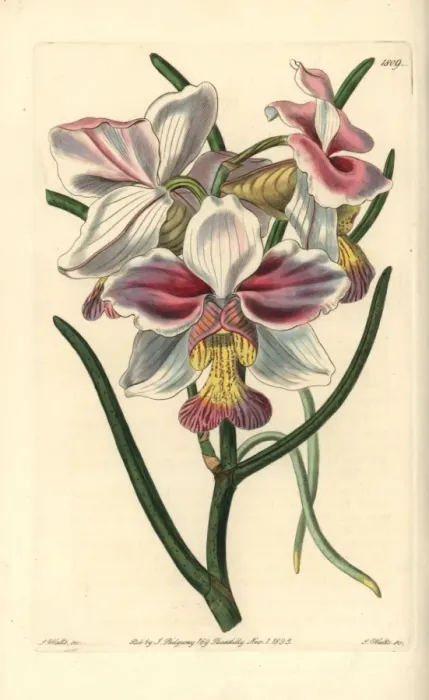 Framed Print : Papilionanthe teres orchid Framed Print : Papilionanthe teres orchid