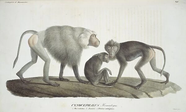 Papio hamadryas, hamadryas baboon