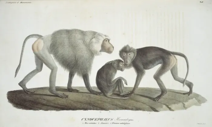 Framed Print : Papio hamadryas, hamadryas baboon Framed Print : Papio hamadryas, hamadryas baboon