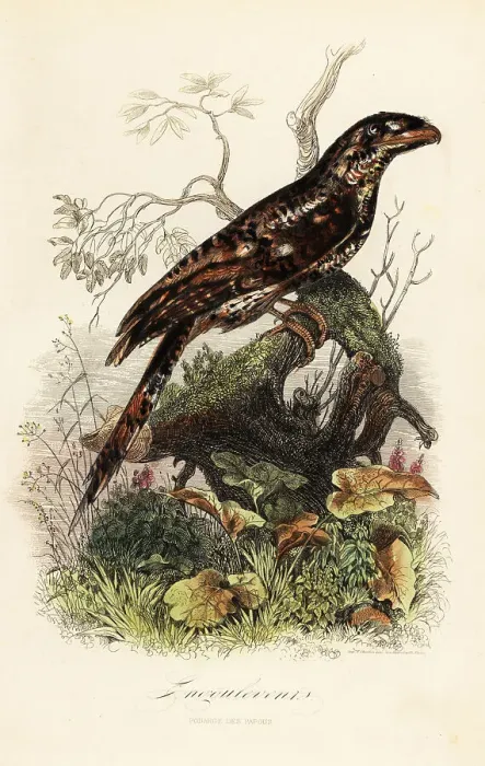 Framed Print : Papuan frogmouth, Podargus papuensis Framed Print : Papuan frogmouth, Podargus papuensis