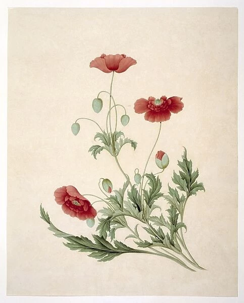 Papver sonniferum, field poppy