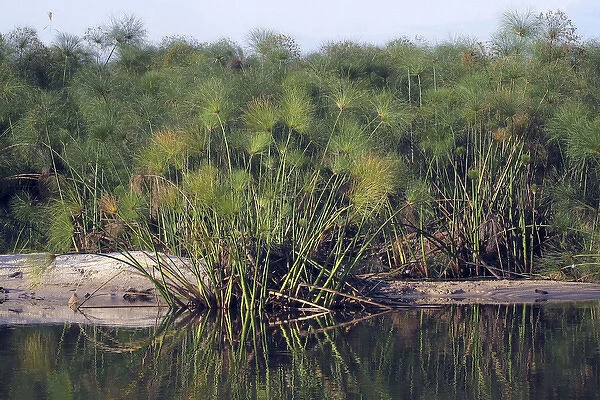 Papyrus (Cyperus papyrus). Okavango River, Okavango Delta