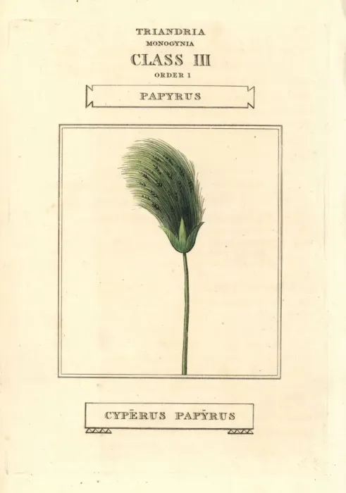Framed Print : Papyrus grass, Cyperus papyrus Framed Print : Papyrus grass, Cyperus papyrus