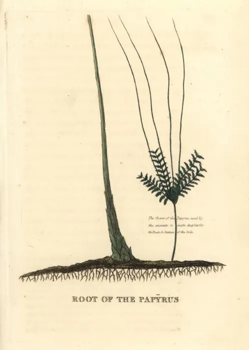 Framed Print : Papyrus grass root, Cyperus papyrus Framed Print : Papyrus grass root, Cyperus papyrus