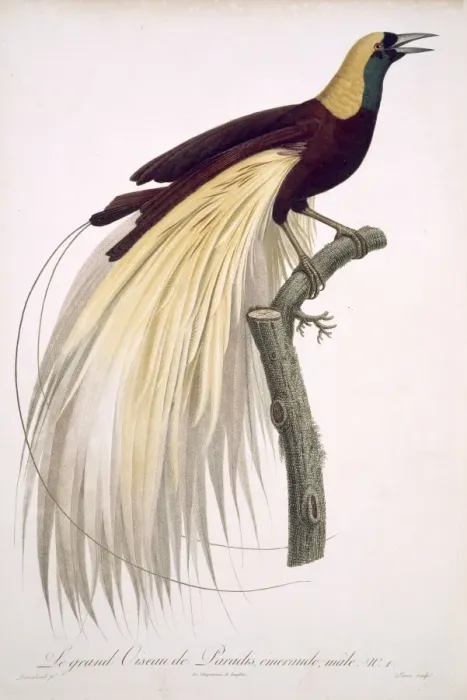 Framed Print : Paradisaea apoda, greater bird-of-paradise Framed Print : Paradisaea apoda, greater bird-of-paradise
