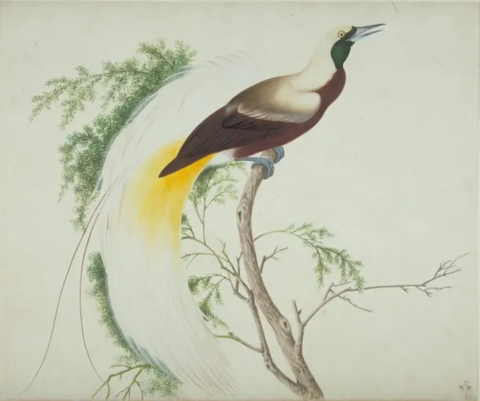 Framed Print : Paradisaea apoda, greater bird-of-paradise Framed Print : Paradisaea apoda, greater bird-of-paradise