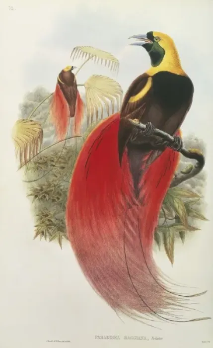 Framed Print : Paradisaea raggiana, raggiana bird-of-paradise Framed Print : Paradisaea raggiana, raggiana bird-of-paradise