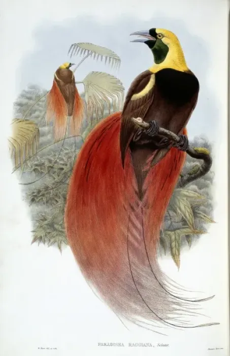 Framed Print : Paradisaea raggiana, raggiana bird-of-paradise Framed Print : Paradisaea raggiana, raggiana bird-of-paradise