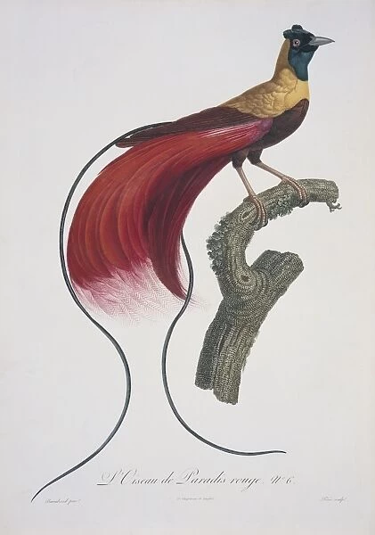 Paradisaea rubra, red bird-of-paradise