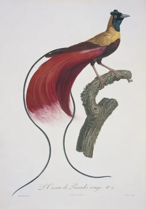 Framed Print : Paradisaea rubra, red bird-of-paradise Framed Print : Paradisaea rubra, red bird-of-paradise