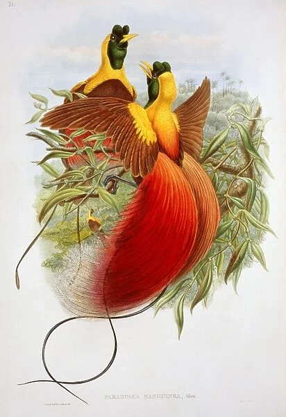 Paradisaea rubra, red bird-of-paradise