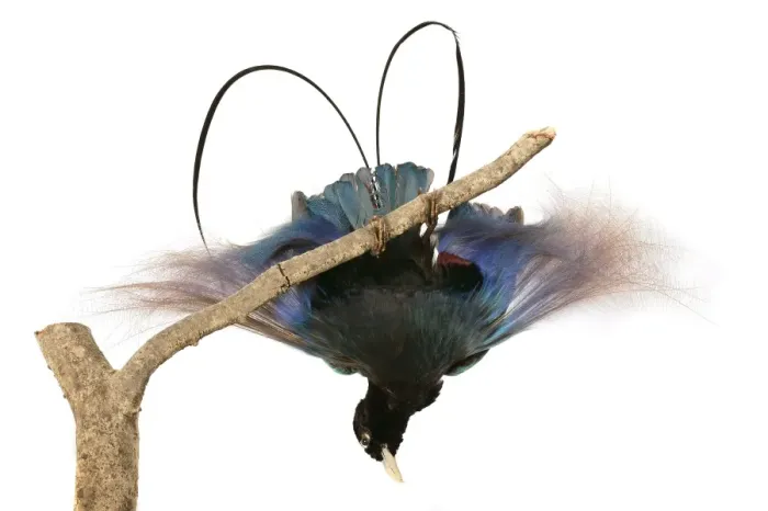 Framed Print : Paradisaea rudolphi, blue bird of paradise Framed Print : Paradisaea rudolphi, blue bird of paradise