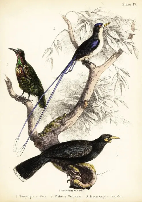 Framed Print : Paradise kingfisher, Victoria's riflebird and extinct huia