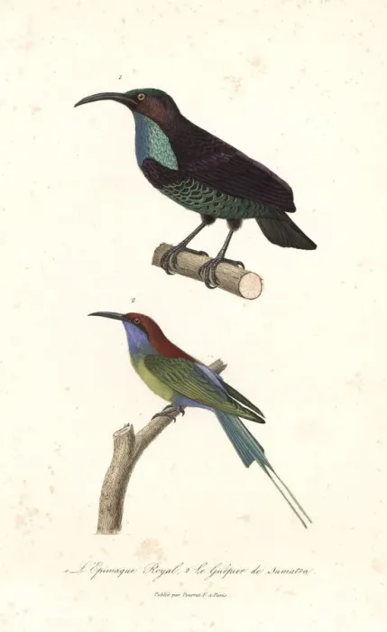 Framed Print : Paradise riflebird and blue-throated bee-eater Framed Print : Paradise riflebird and blue-throated bee-eater