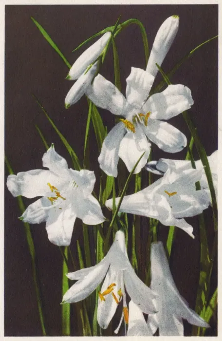 Framed Print : Paradisia Liliastrum (Paradise Lily) Framed Print : Paradisia Liliastrum (Paradise Lily)