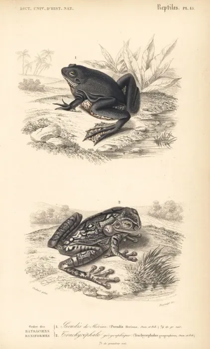 Framed Print : Paradoxical frog and black-spotted casque-headed tree frog Framed Print : Paradoxical frog and black-spotted casque-headed tree frog
