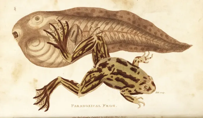 Framed Print : Paradoxical frog, Pseudis paradoxa Framed Print : Paradoxical frog, Pseudis paradoxa