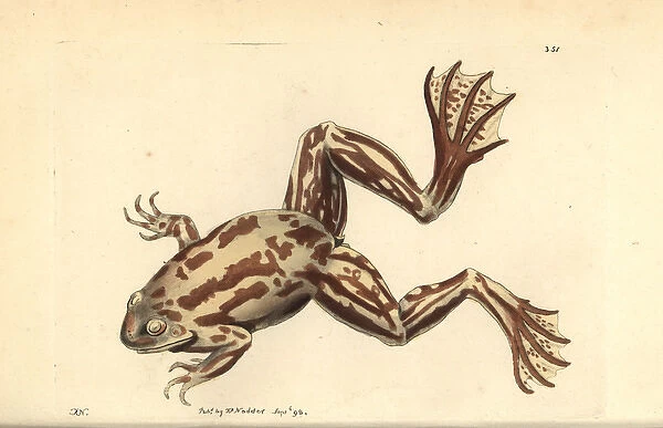 Paradoxical frog, Pseudis paradoxa, adult stage